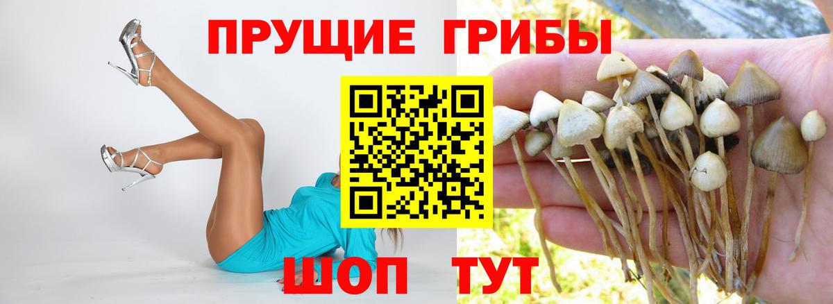 Псилоцибиновые грибы Psilocybe  Вход с VPN  Вольск 